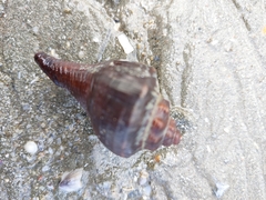 Volegalea cochlidium