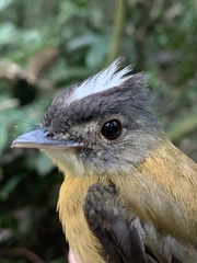 White-Crested Spadebill photo 3
