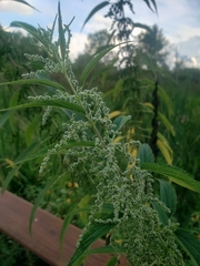 Urtica gracilis
