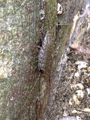 Ligia exotica
