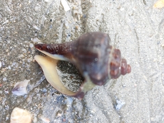 Volegalea cochlidium