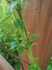 Urtica gracilis