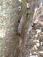 Ligia exotica