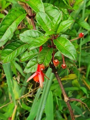 Fuchsia