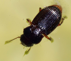 Harpalinae