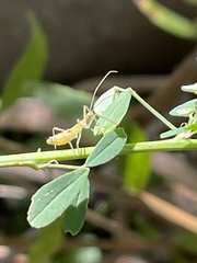 Zelus renardii