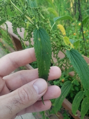 Urtica gracilis