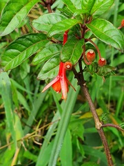 Fuchsia boliviana