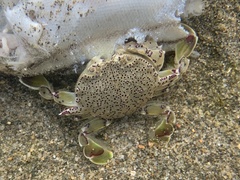 Matuta victor