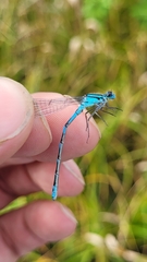 Enallagma circulatum