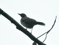 Turdus ignobilis