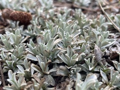 Antennaria parvifolia