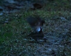 Turdus ignobilis