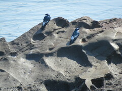 Tachycineta albiventer