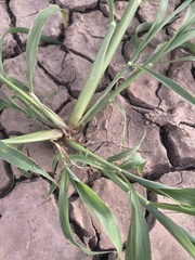 Sorghum halepense