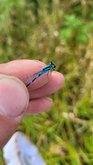 Enallagma circulatum