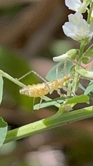 Zelus renardii