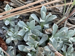 Antennaria parvifolia