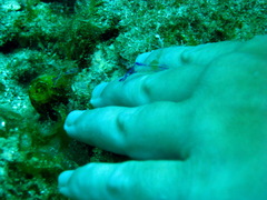 Ancylomenes pedersoni