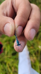 Enallagma circulatum