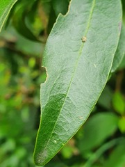 Monnina xalapensis