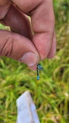 Enallagma circulatum