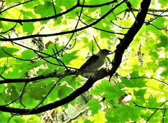 Vireo olivaceus