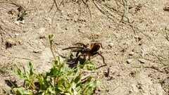 Plesiopelma longisternale