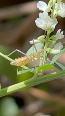 Zelus renardii