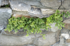 Asplenium ruta-muraria