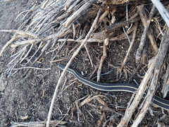 Thamnophis elegans