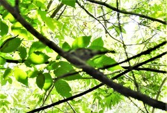 Setophaga pensylvanica