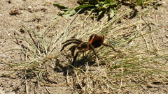 Plesiopelma longisternale