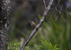 Malurus melanocephalus
