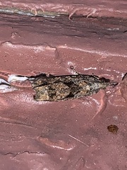 Gymnandrosoma punctidiscanum