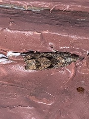 Gymnandrosoma punctidiscanum