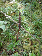Allotropa virgata