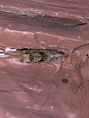 Gymnandrosoma punctidiscanum
