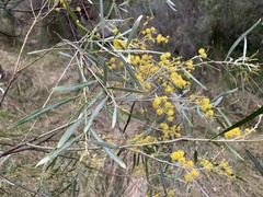 Acacia neriifolia