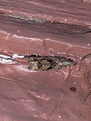 Gymnandrosoma punctidiscanum