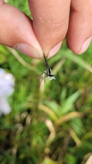 Enallagma circulatum