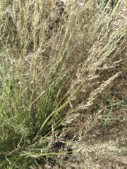 Poaceae