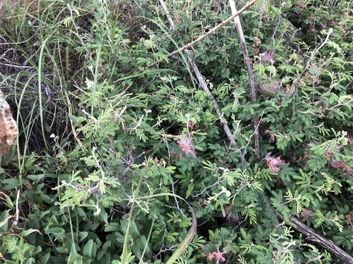 Calliandra eriophylla