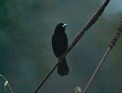 Ramphocelus flammigerus