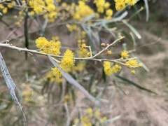 Acacia neriifolia