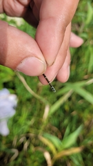 Enallagma circulatum