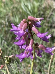 Astragalus hallii