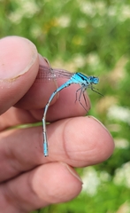 Enallagma circulatum