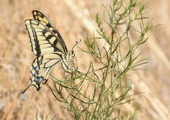 Papilio machaon oregonius