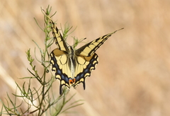 Papilio machaon oregonius